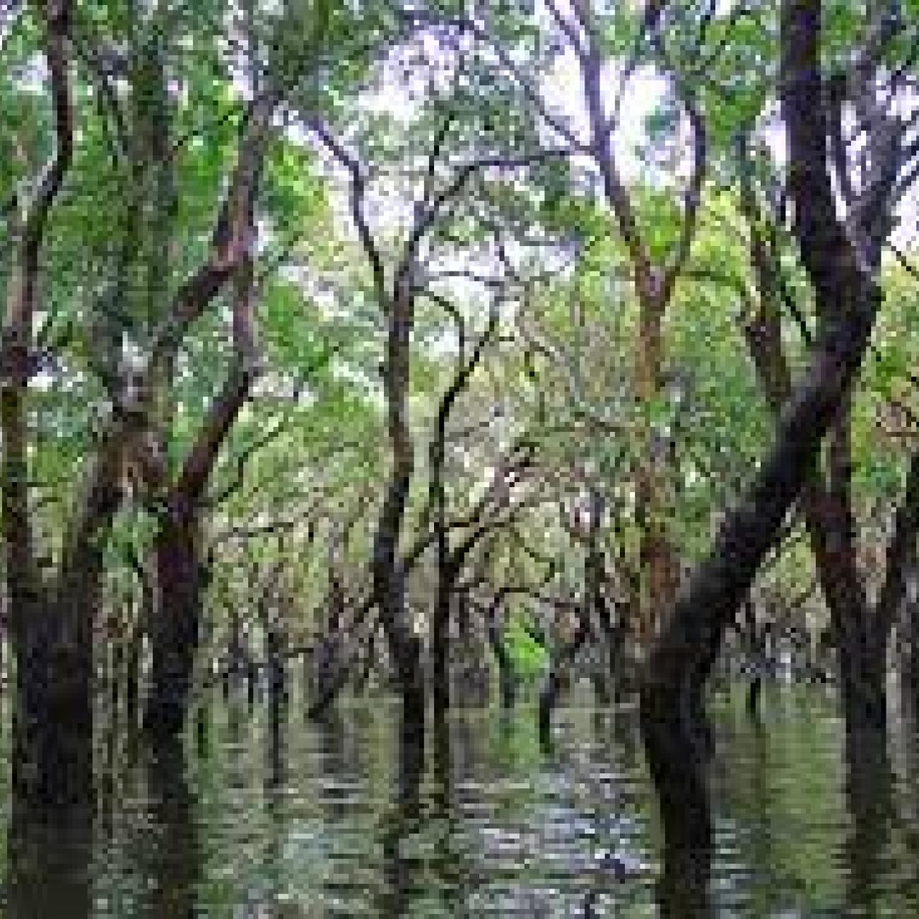 Impact of Climate Change on Mangrove Forests