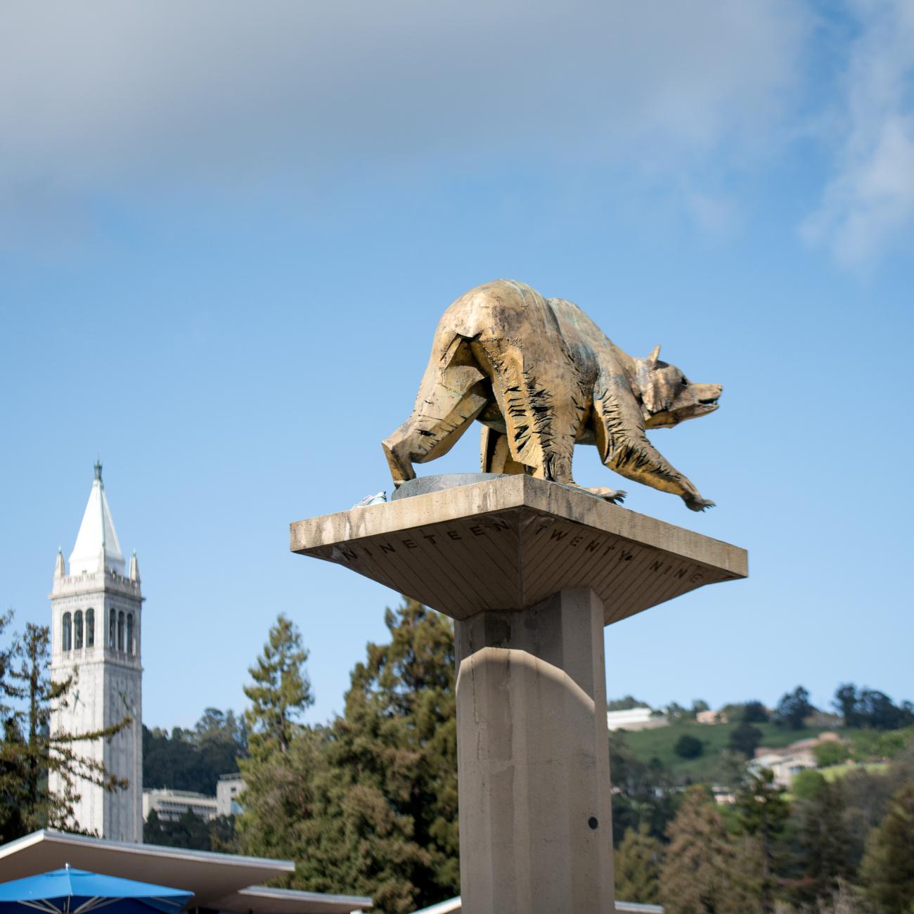 cal bear statue