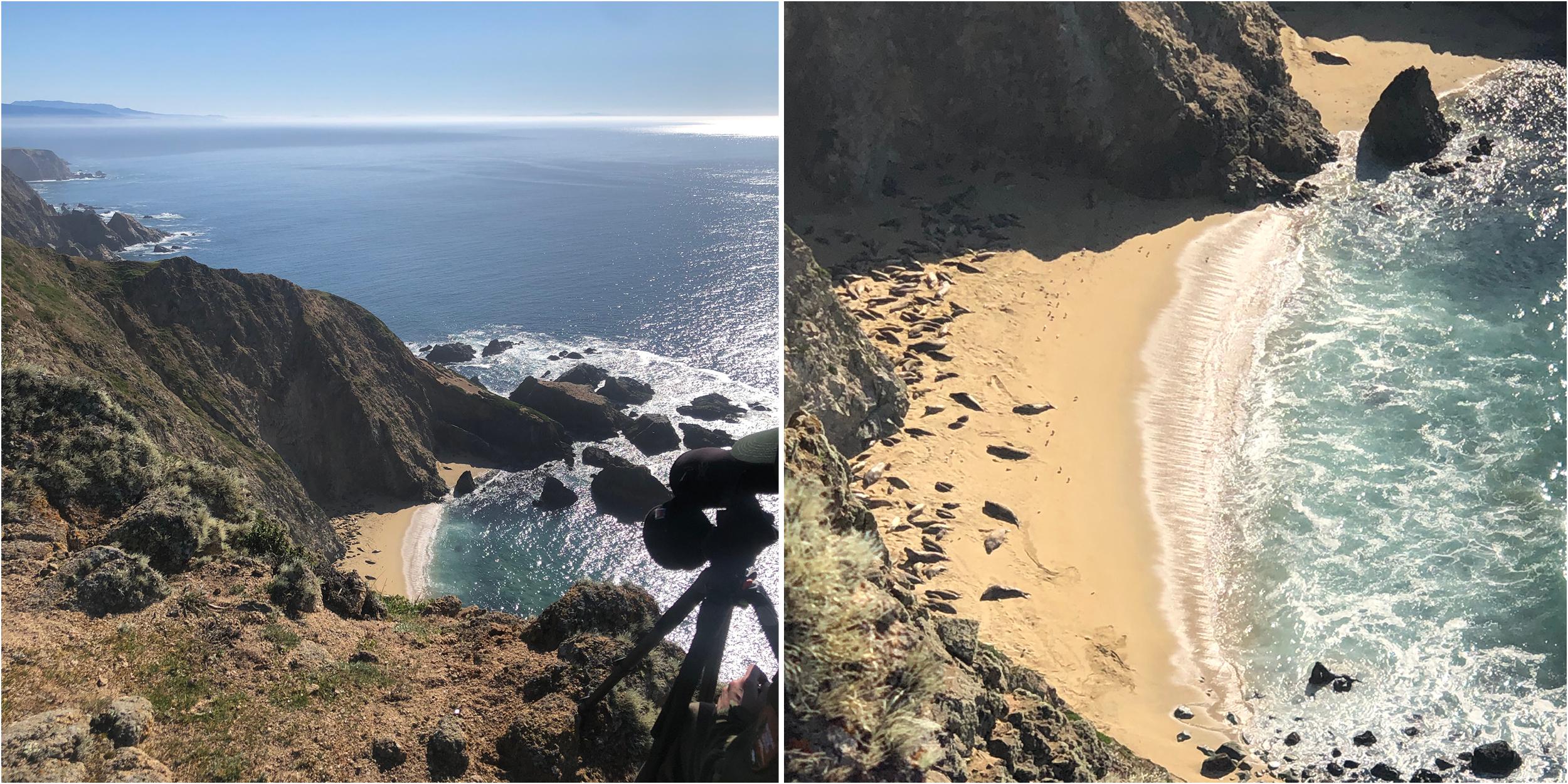 A view of seals on the beach from a lookout point and a close-up.  (Photo/ Silas Gifford)