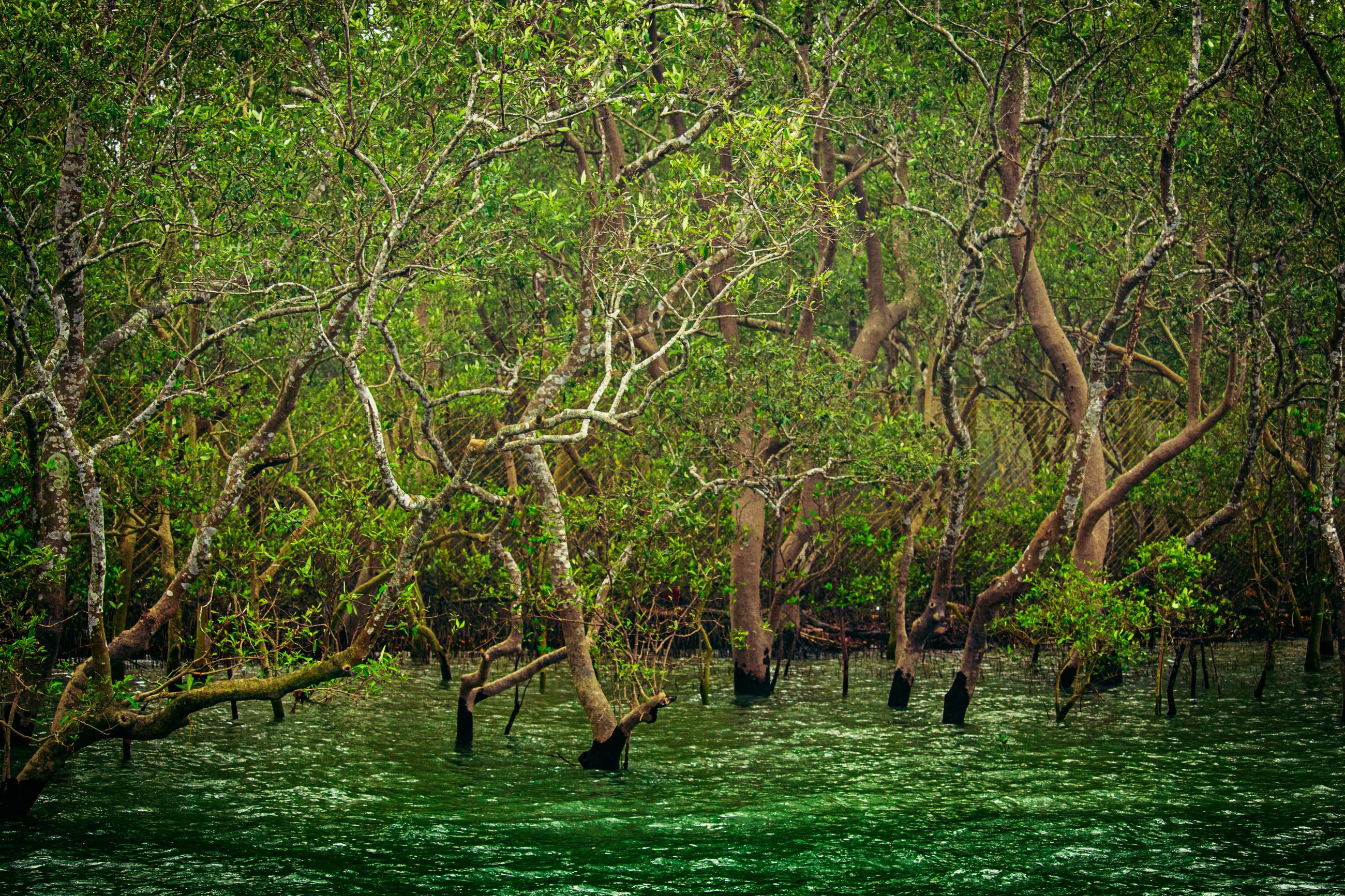 Mangrove trees in the Sundarbans. (Photo /Maitheli Maitra/Unsplash)