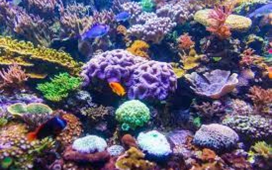 Coral Reefs Overtime
