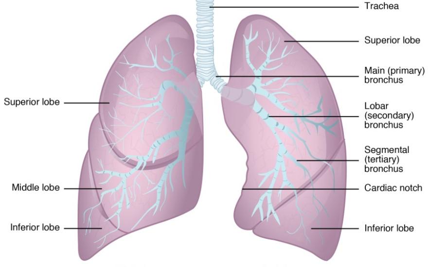 Spirometry for Access to Pulmonary Care in Underserved Populations